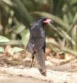 /album/photogallery/piak-piak-marakissa-jpg/